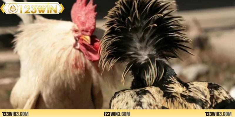 Có nhiều hình thức thi đấu giải gà Thomo khác nhau