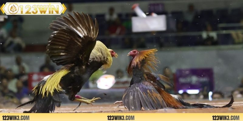 Có nhiều loại hình đá gà trực tuyến để tham gia