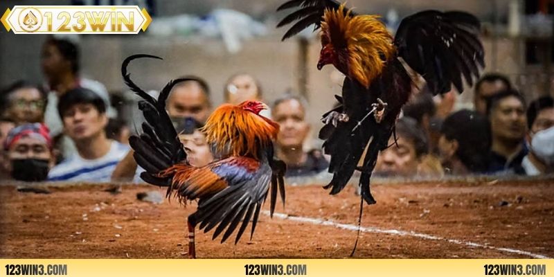 Quy trình xem gà đá khá đơn giản, tiện lợi