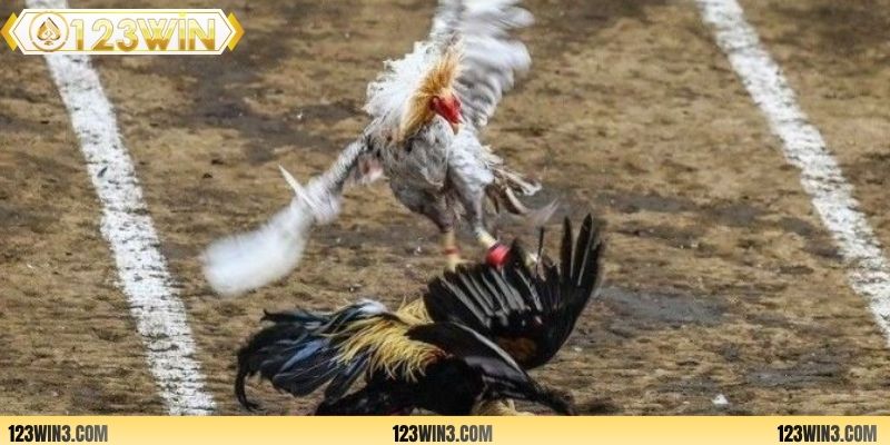Xem đá gà tại sân chơi luôn hấp dẫn hội viên